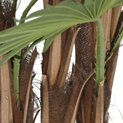 Planta com folhas verdes largas e caule marrom fibroso