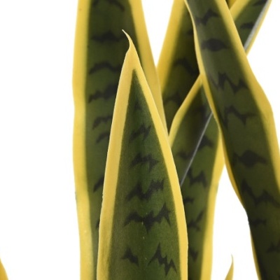 Folhas de planta Sansevieria com bordas amarelas e centro verde com manchas negras