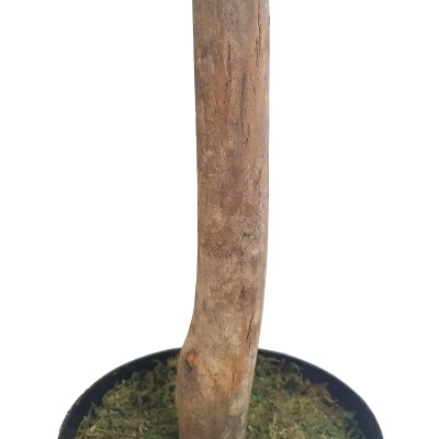 Tronco castanho de planta e vaso preto com musgo verde no solo