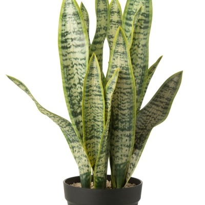 Planta língua-de-sogra em vaso preto num fundo branco