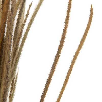 Ramos finos de plantas secas castanho claro com textura espinhosa