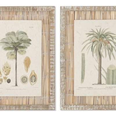 Dois quadros rústicos com ilustrações botânicas de palmeiras e partes da planta