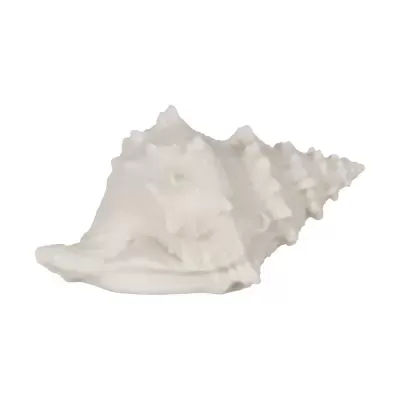 Concha de mar branca com textura rugosa