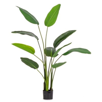 Planta&#x20;Strelitzia