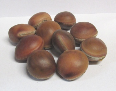 Dez castanhas secas castanho avermelhadas sobre superfície branca