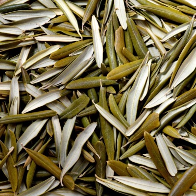 Folhas secas verdes e bege em fundo indefinido