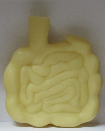 Modelo anatômico amarelo do intestino em material liso