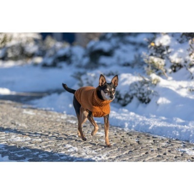 Cão pequeno com casaco de malha laranja a caminhar numa calçada com neve.