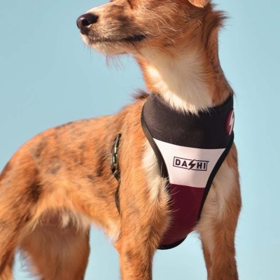 Cão com arnês preto, branco e vermelho com texto DA SHI