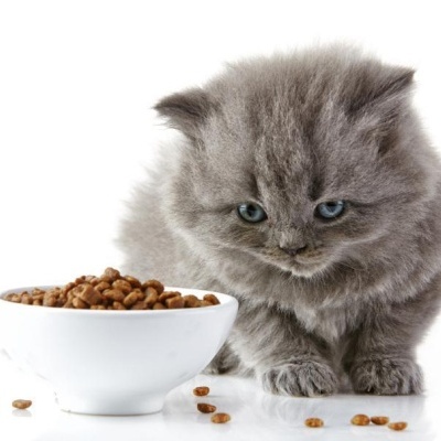 Gato cinzento felpudo junto a tigela branca com ração para gatos