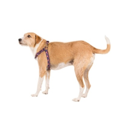 Cão castanho claro com arnês xadrez roxo e vermelho em fundo branco