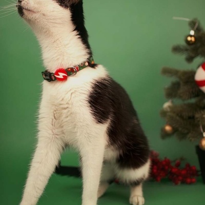 Gato com coleira natalícia em fundo verde com árvore de Natal