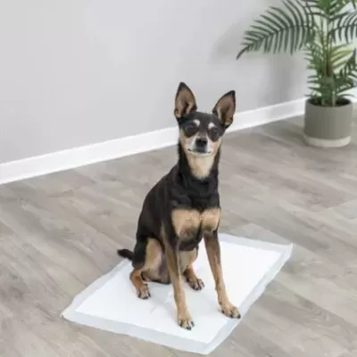 Cão pequeno preto e castanho sentado num tapete branco absorvente num chão de madeira