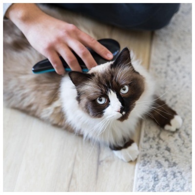 Gato castanho e branco a ser escovado com pente negro