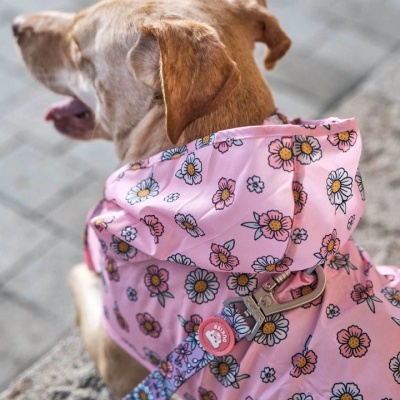 Cão com casaco e coleira rosa estampados com flores e gancho metálico