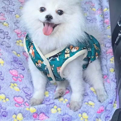 Cão branco com camisola verde sentado em manta felpuda lilás com estampado de patas