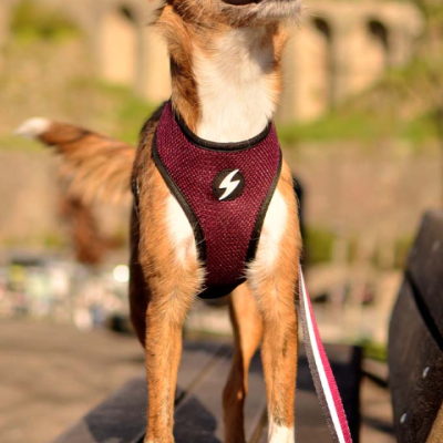 Cão com peitoral bordô e trela colorida em banco de madeira