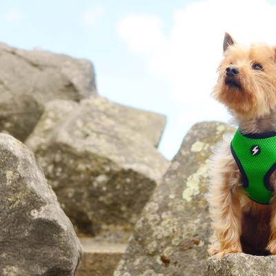 Cão pequeno com arnês verde sentado sobre rochas ao ar livre