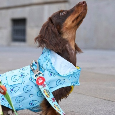 Cão com casaco impermeável azul claro e trela colorida sentado no pavimento