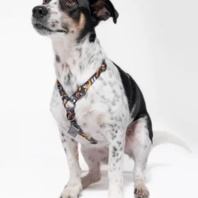 Cão com peitoral preto com padrão laranja e branco