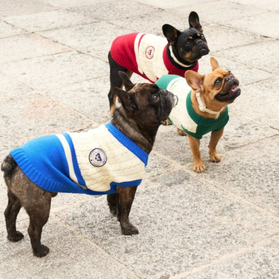Três cães com camisolas de malha colorida em pavimento de pedra cinza claro.