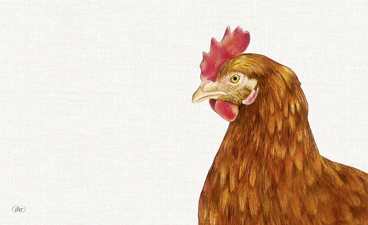 Base de melanina Galinha - IHR Galinha marrom com crista vermelha e bico amarelo num fundo branco texturizado