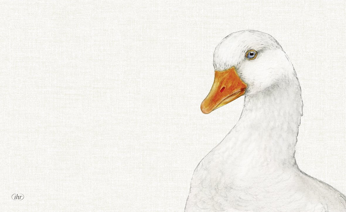 Base de melanina Pato - IHR Desenho artístico de pato branco com bico laranja sobre fundo branco