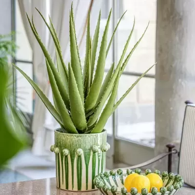 https://www.pinheirobravo.pt/product/cachepot-branco-e-verde