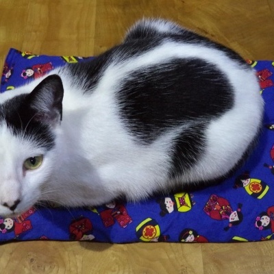 Gato branco e preto numa almofada azul com desenhos coloridos