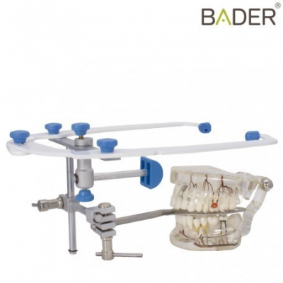 Modelo anatómico dental transparente com dentes e estrutura metálica ajustável