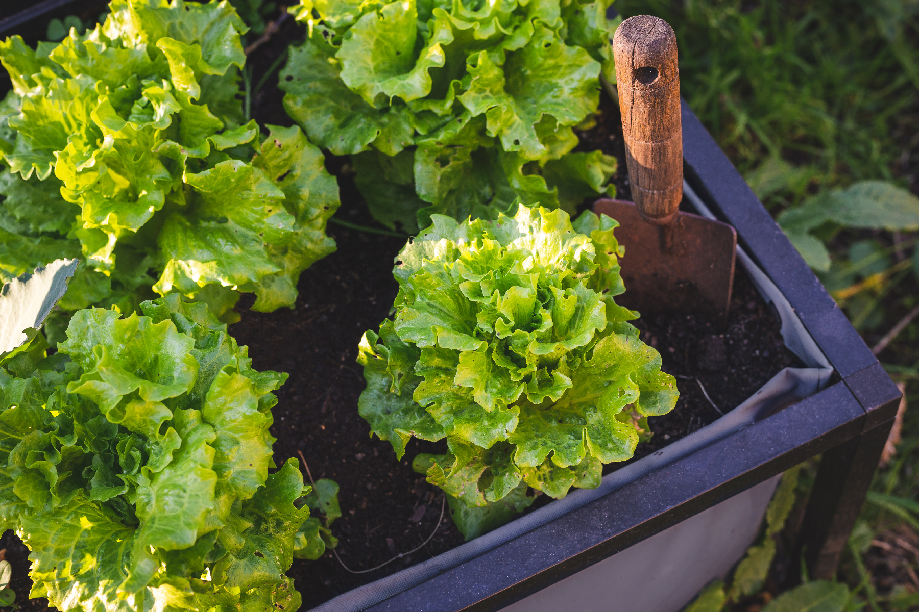 Caixa de cultivo com alfaces verdes e transplanta de madeira