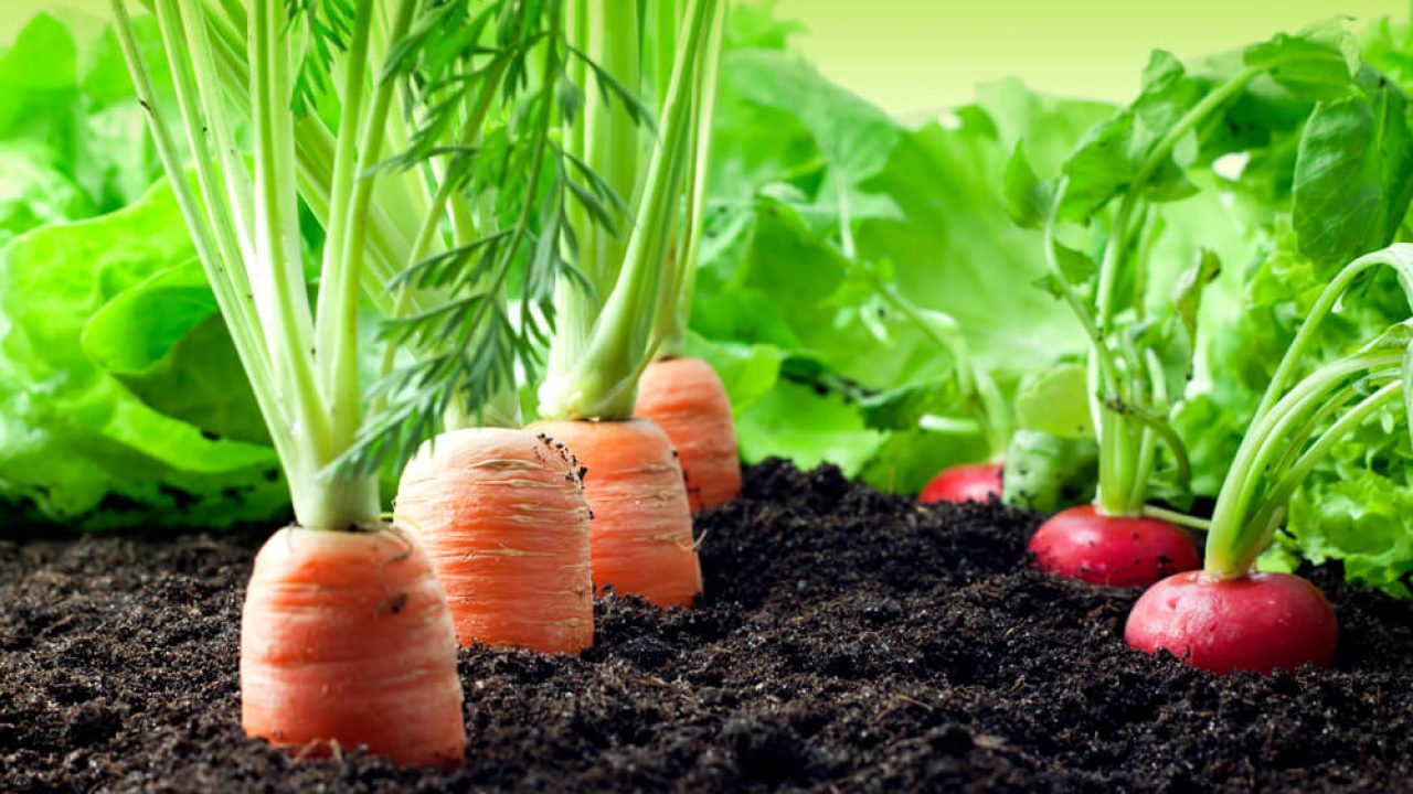 Campo com cenouras e rabanetes crescendo na terra