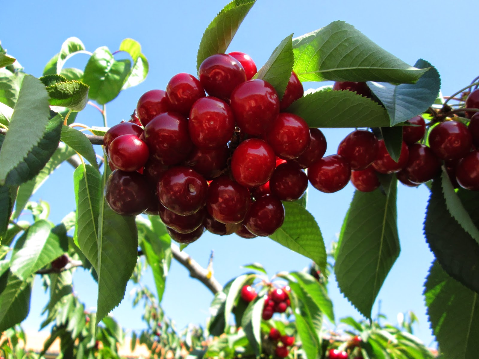 Ramo de cerejas vermelhas com folhas verdes contra céu azul