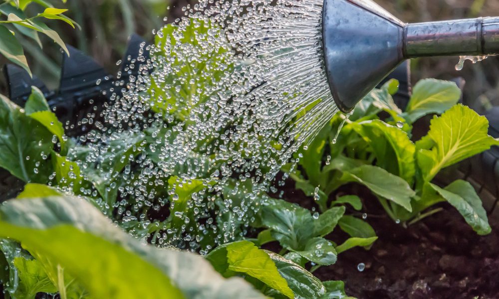 "Em Março, onde quero eu passo" | O Que Plantar Regador metálico prateando a regar plantas verdes em jardim