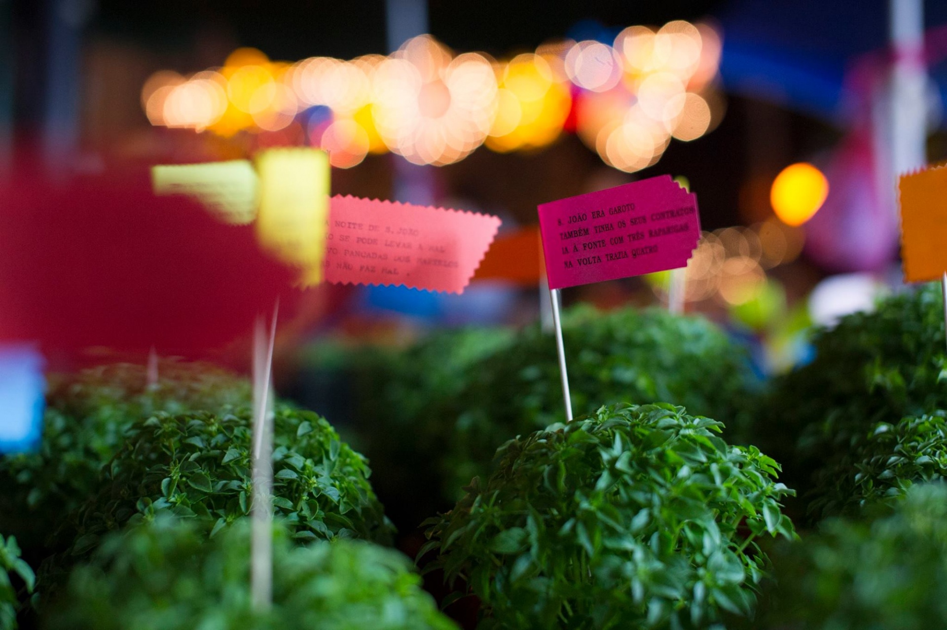 Vasos de manjericão com etiquetas coloridas em ambiente iluminado à noite