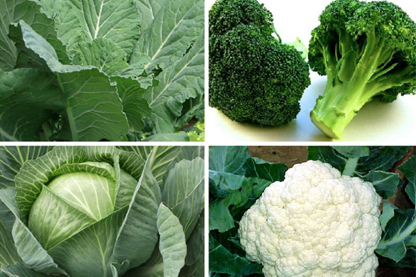 Quatro vegetais frescos: nabiças, brócolos, couve e couve-flor