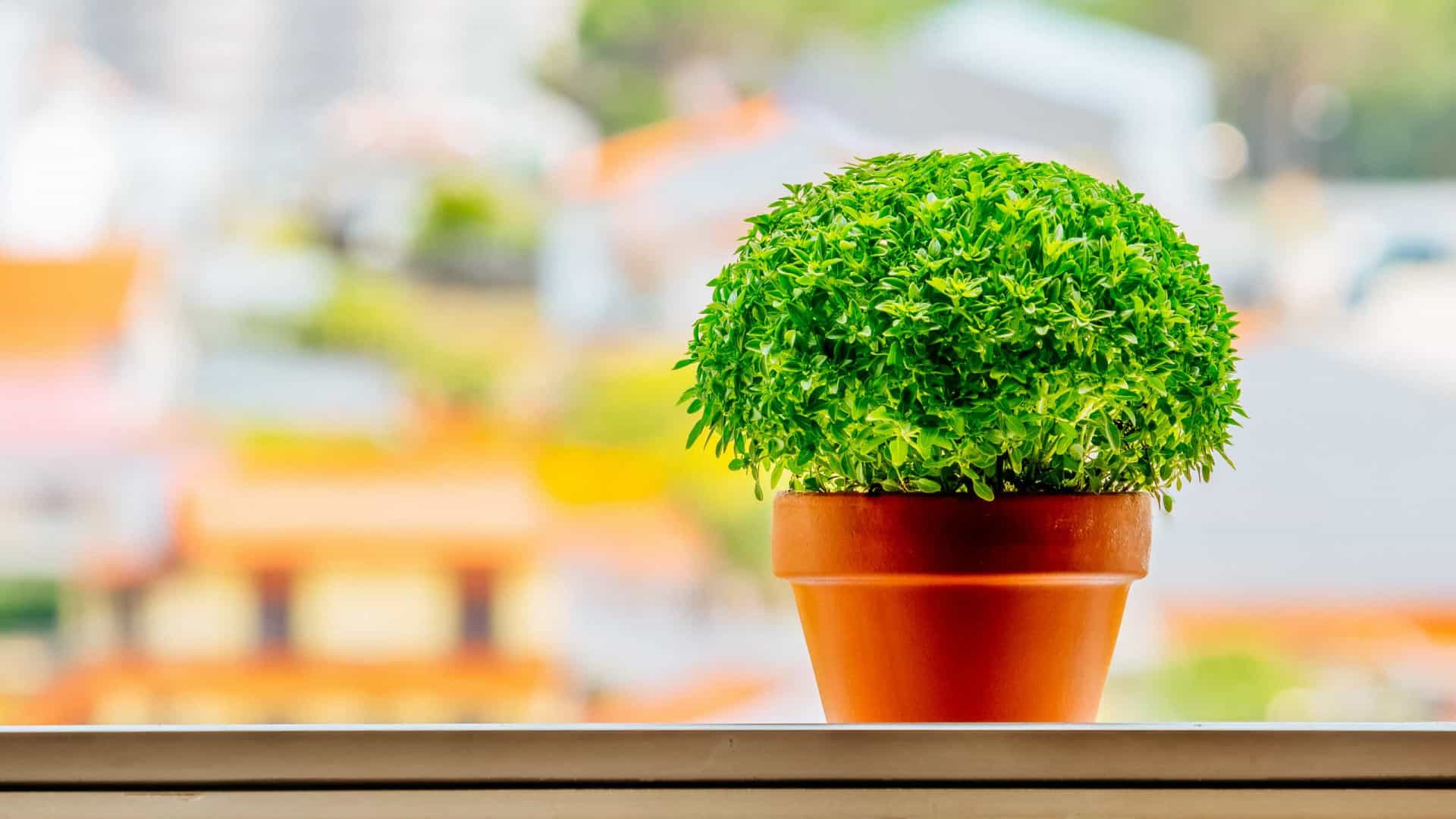 Vaso de terracota com planta verde em superfície branca com fundo desfocado