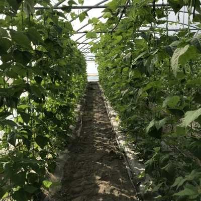 Estufa com fileiras de plantas verdes trepadeiras e caminho de terra ao centro