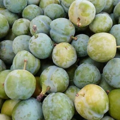 Ameixas azul-esverdeadas com manchas amarelas e texturas lisas