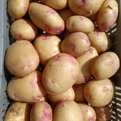 Batatas amarelas com manchas rosadas numa caixa de plástico cinzenta