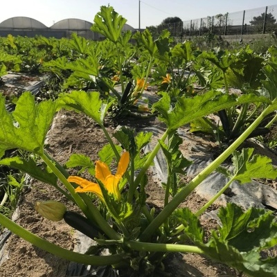 Plantas de curgete com flores amarelas e curgetes no solo ao ar livre