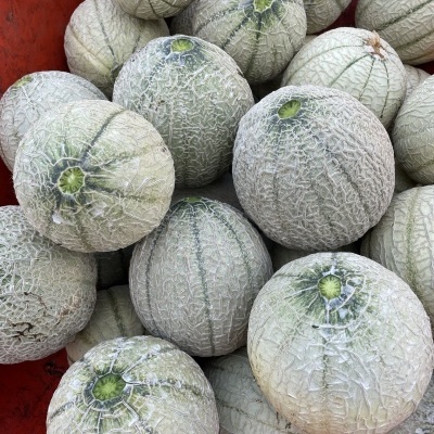 Vários melões cantaloupe com casca verde clara e textura rugosa sobre superfície vermelha
