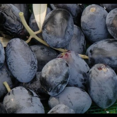 Cacho de uvas pretas com caules verdes num fundo verde