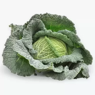 Repolho verde com folhas exteriores escuras e miolo claro sobre fundo branco
