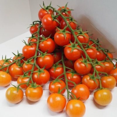 Cachos de tomate cherry laranja e vermelho em superfície branca