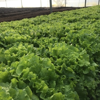 Alface verde a crescer em estufa com luz natural