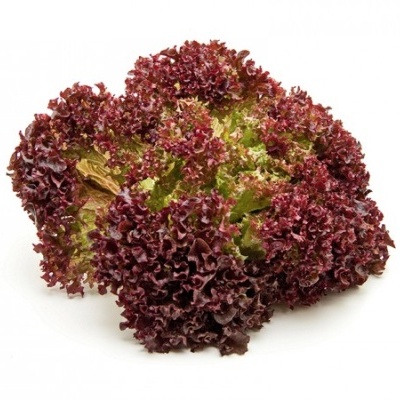 Alface roxa com folhas crespas em tons de vermelho e verde