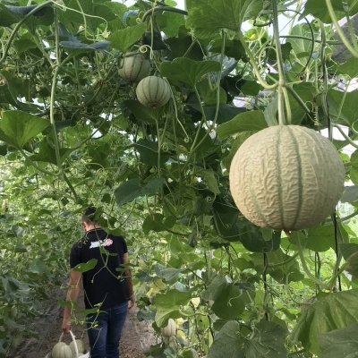 Estufa com melões pendurados em plantas verdes e pessoa colhendo melões