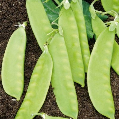 Vagens verdes frescas sobre terra escura