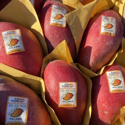 Mangas vermelhas embaladas individualmente com etiquetas SUN RAINBOW PALMER numa caixa